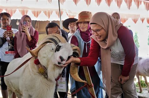 Expo Dan Kontes Domba Indramayu Wujudkan Bibit Berkualitas Dan