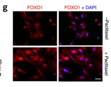 What is the purpose of DAPI staining in confocal microscopy?