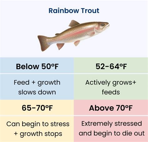 Best Rainbow Trout Baits And Lures To Catch Like A Pro Academy