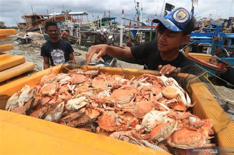 Pangsa Pasar Rajungan Kepiting Dunia Sangat Potensial