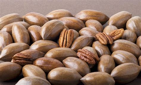 Descubre Las Deliciosas Variedades De Nuez Pecan