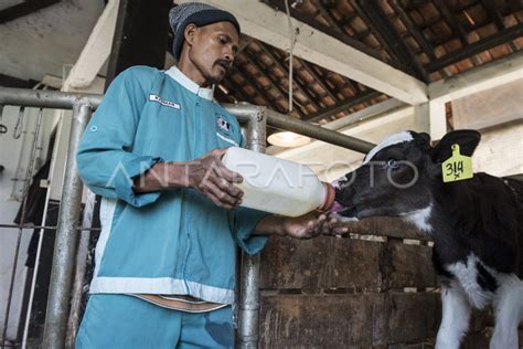 USAHA PETERNAKAN SAPI PERAH NASIONAL ANTARA Foto