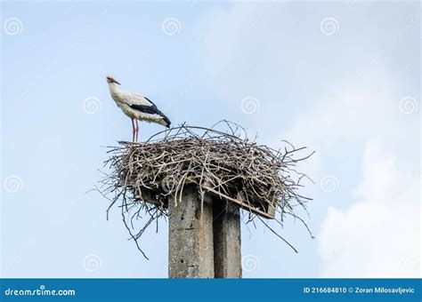 Stork Novi Sad Stock Photos Free Royalty Free Stock Photos From