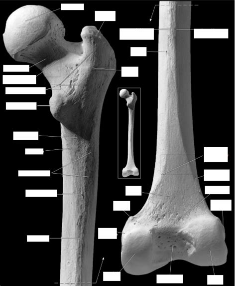 Femur Right Posterior Diagram Quizlet