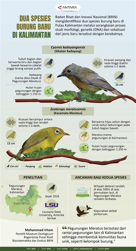 Dua Spesies Burung Baru Di Kalimantan Infografik Antara News