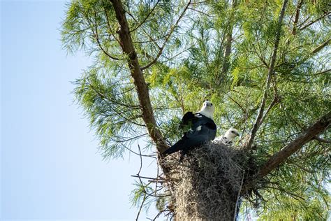 Swallow-tailed Kite | Audubon Field Guide
