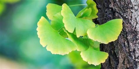 Qu Es El Ginkgo Biloba Beneficios Y Propiedades Farmacia Angulo