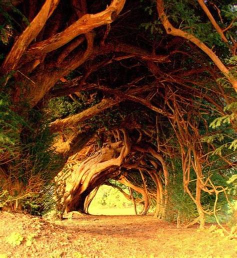 The Most Beautiful Tree Tunnels In The World Pictolic