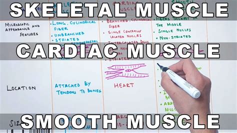 Which Neurotransmitter Excites Skeletal Muscle And Inhibits Cardiac