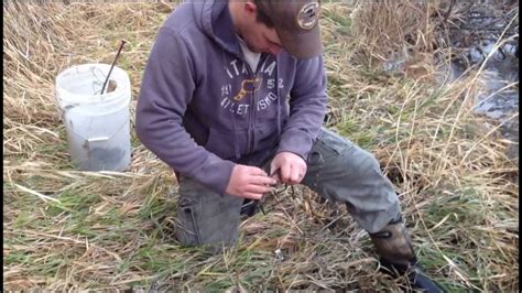 Muskrat Trapping Day 3 Youtube