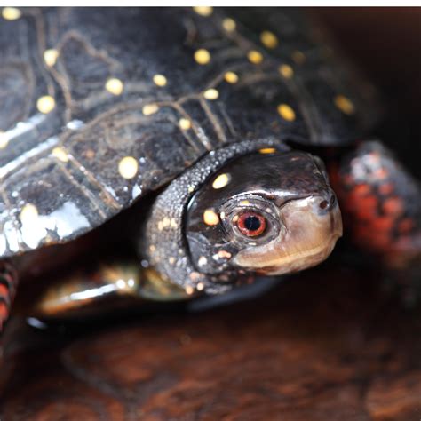 Spotted Turtle Critter Republic Dive Center