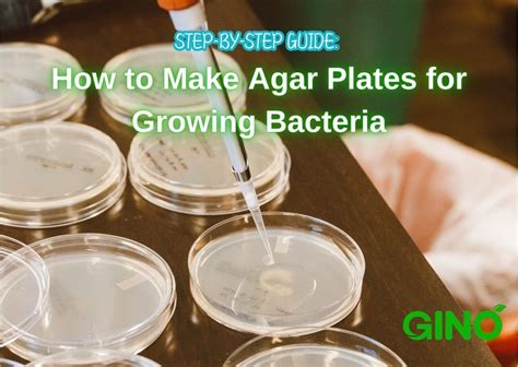 Guide How To Make Agar Plates For Growing Bacteria At Home