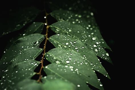 Agua De Lluvia En Hoja Verde Hermosas Gotas Y Textura De Hoja En La