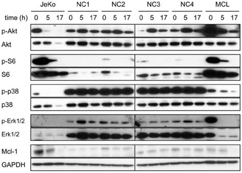 Actions Of Nh Ado On Akt And Erk Signaling Pathways Of Peripheral