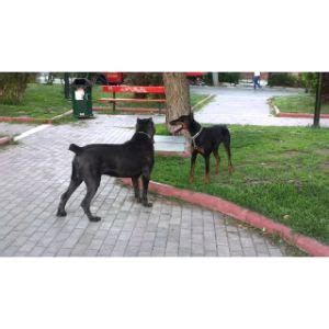 Cane Corso Doberman Mix | Trending Breeds