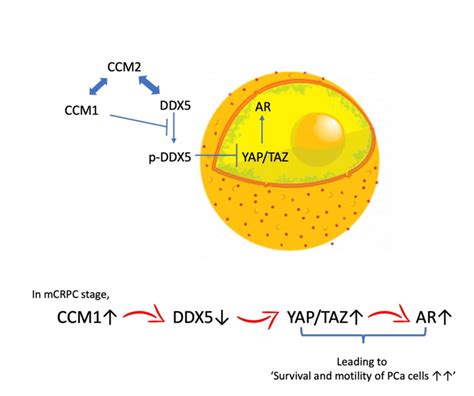 Proposed Mechanisms Of Ccm Mediated Regulation Of Yap Taz And Ar