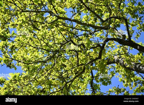 Fresh Green Spring Leaves Of Common English Oak Tree Quercus Robur Uk