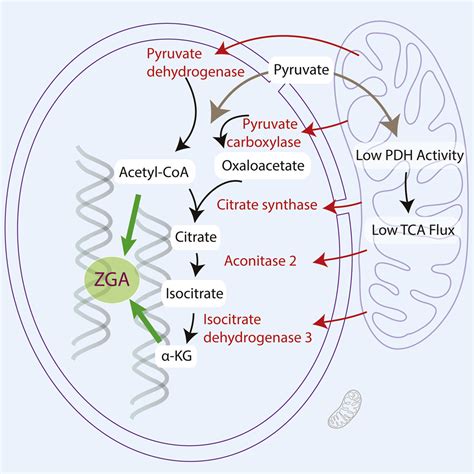 nuclear localization  mitochondrial tca cycle enzymes   critical