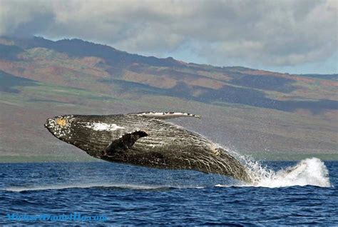 Michael Daniel Ho - The Wildlife Ho-tographer: Underwater Whale ...