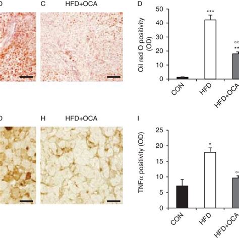 Expression Of Genes Involved In Fxr Activation In Livers Download Table