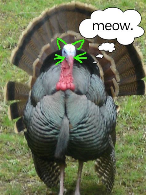 Funny Turkey Memes For Thanksgiving Artofit