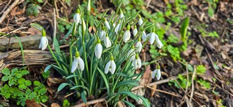 Closeup Of Fresh Common Snowdrops Galanthus Nivalis Blooming In The