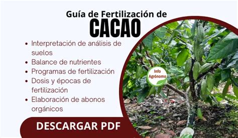 Guía para la Fertilización del Cacao InfoAgronomo