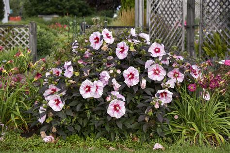 Summerific Cherry Choco Latte Rose Mallow Hibiscus Hybrid