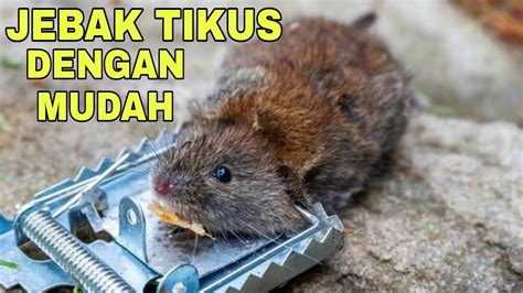 Tutorial Menjebak Tikus Dengan Mudah Dan Lihat Hasilnya Youtube