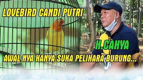 Lovebird Candi Putri H Cahya Awal Nya Hanya Suka Pelihara Burung