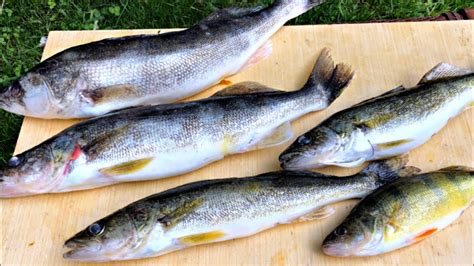 My First Walleye Ever Is Huge Walleye Fishing Oneida Lake Youtube