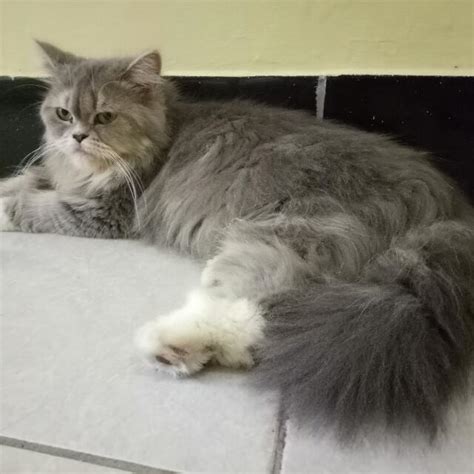 Kucing Persia Betina, Perlengkapan Hewan, Aksesoris Hewan di Carousell