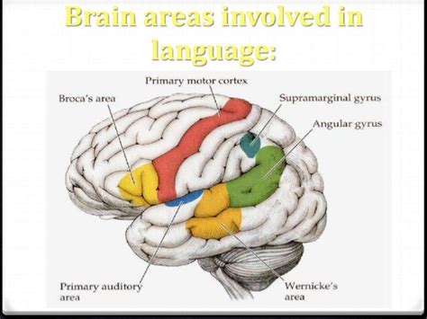 Language and brain