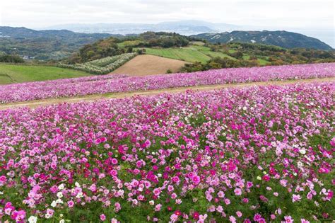 Premium Photo | Pink Cosmos flower