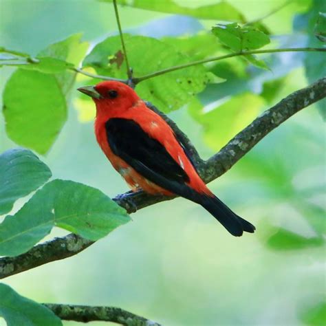 Scarlet Tanager - Bird Watching Academy