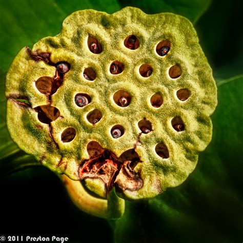 Scenes of St. Louis: Lotus Seed Pod #1