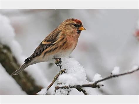 Details Lesser Redpoll Birdguides