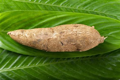 Cassava Pile On A Background Of Green Leaves Manihot Esculenta Stock