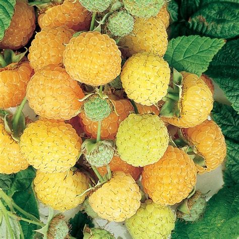 Garden State Bulb Rubus Anne Raspberry Plant Large Golden Fruit Full Sun Bare Root Summer