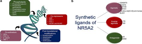 regulatory mechanism  nra  synthetic ligands  nra