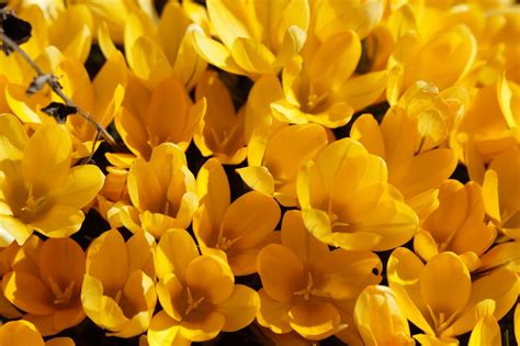 Free Images Blossom Flower Petal Bloom Botany Yellow Close