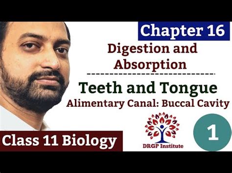 Chapter Digestion And Absorption Buccal Cavity Teeth And Tongue