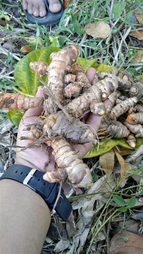 Turmeric / Curcuma (Turmeric | Inaexport