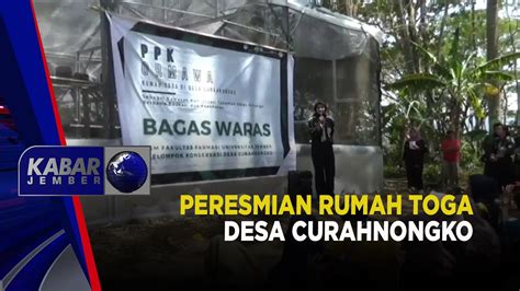 PERESMIAN RUMAH TOGA DESA CURAHNONGKO KABAR JEMBER YouTube