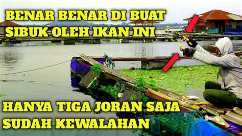 Update Mancing Cirata Terbaru Siapkan Tenaga Dan Tetap Fokus