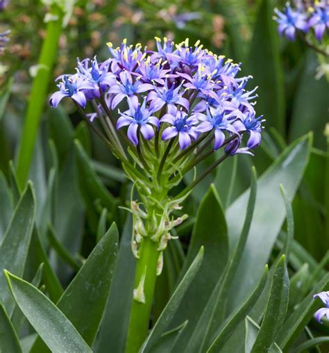 All About Scilla Peruviana