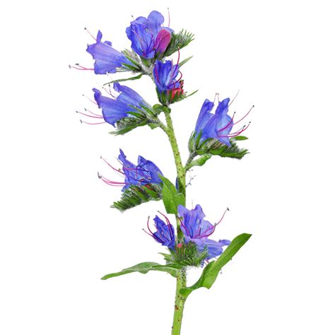 echium oil ingredients library