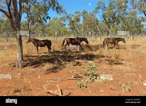 Brumbies (Wild Horses), Kimberley, Western Australia Stock Photo - Alamy