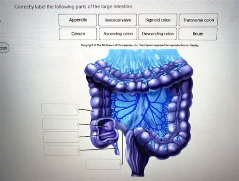 Solved Correctly Label The Following Parts Of The Large Intestine Appendix Ileocecal Valve