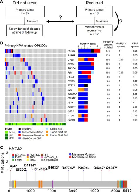 Mutational Landscape Of Primary Hpv Related Opsccs N 51 A